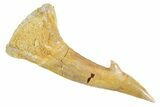 Fossil Sawfish (Onchopristis) Rostral Barb - Morocco #356409-1
